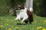 BORDER COLLIE 910